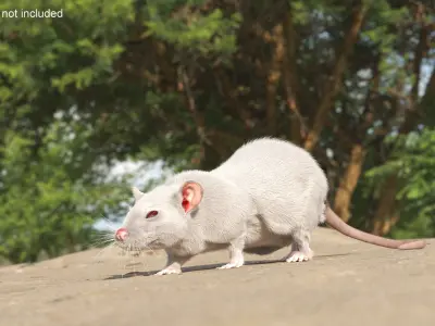 Realistic White Rat with Fur Rigged 3D model