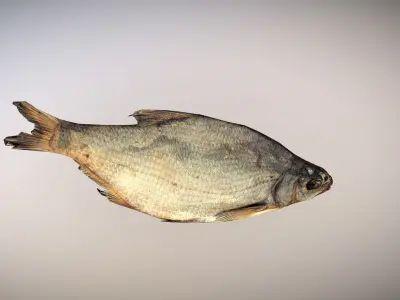 photorealistic dried salty fish scan Low-poly 3D model