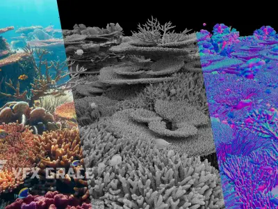 Corals Collection  VFX Grace 3D model