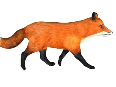 Red Fox Low-poly 3D model