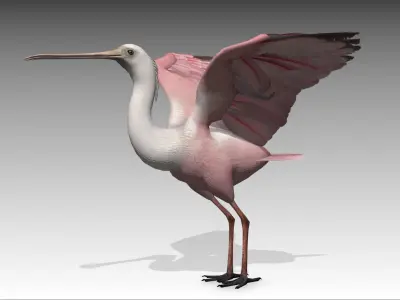 Roseate Spoonbill Low-poly 3D model