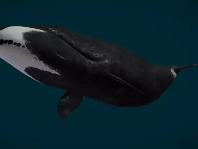 Bowhead Whale Animated Low-poly 3D model
