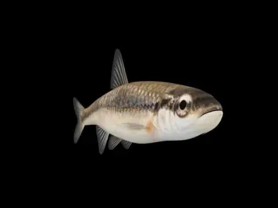 Bluntnose Minnow - Freshwater fish Low-poly 3D model