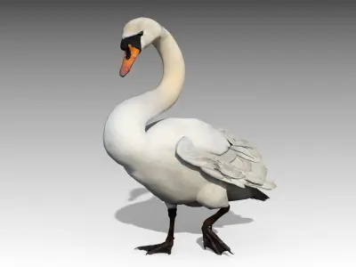 Mute Swan Low-poly 3D model