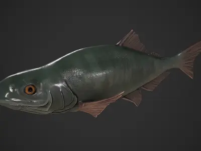 Freshwater Fish Low-poly 3D model