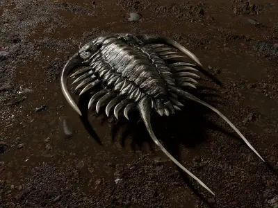 Trilobite 03 - PARACERAURUS EXSUL Low-poly 3D model