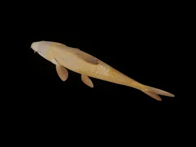 Common Barbel Fish Low-poly 3D model