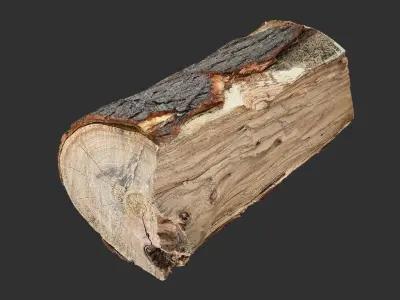 3D Scan tree trunk in highpoly 3D model