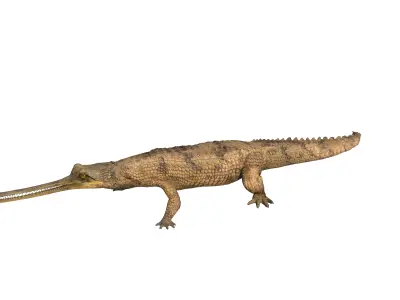 Gharial Gavial Crocodile Low-poly 3D model