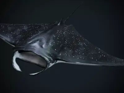 Manta Rays Low-poly 3D model