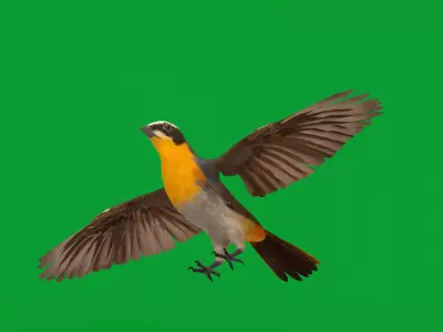 Cape Robin Chat Bird Low-poly 3D model