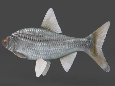 Fish Vobla 3D model