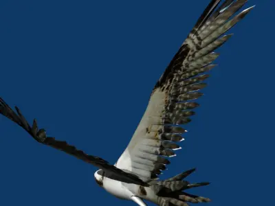 eagle osprey 3D model