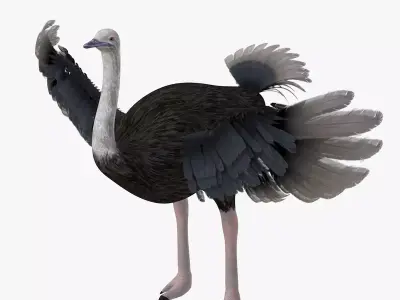 Ostrich bird rigged 3d model Low-poly 3D model