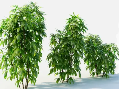 Chuniophoenix humilis b 3D model