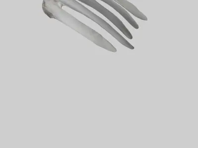 Koala Rib Low-poly 3D model