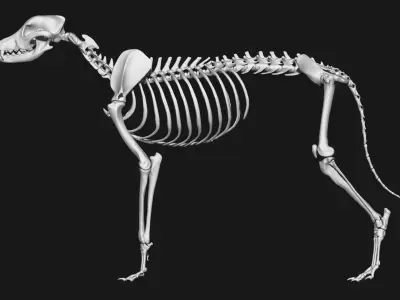 Dog Skeleton 3D model