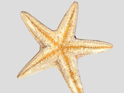 Starfish Realistic Animated Low-poly 3D model