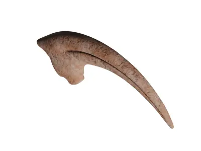 Velociraptor Claw Fossil Low-poly 3D model