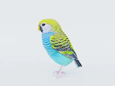 Budgerigar Free 3D model