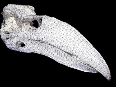 Raven Skull- Game Ready Asset Low-poly 3D model