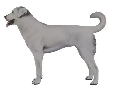 Akbash Dog Low-poly 3D model