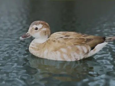 hunting duck Low-poly 3D model