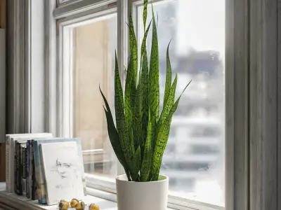  Tall Snake Plant Potted Plant Model 
