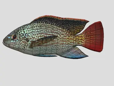 Oreochromis Realistic Animated Low-poly 3D model