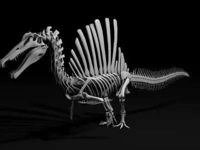 Spinosaurus aegyptiacus skeleton Low-poly 3D model
