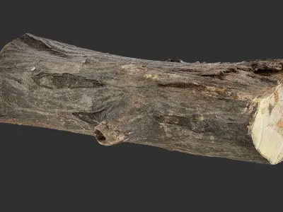3d scan tree trunk in highpoly 3D model