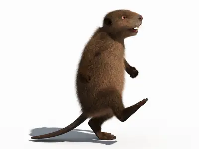 Cartoon Beaver 3D model