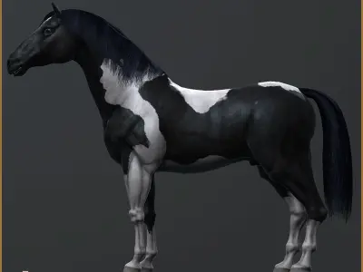 5 Additional Pinto Textures For Hero Horse Free 3D model
