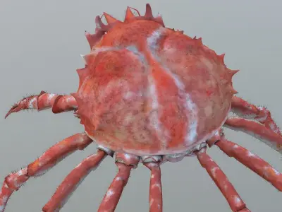 Crab for Game 3D model