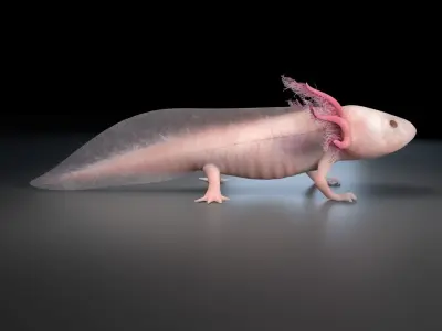 Axolotl - Salamander 3D model