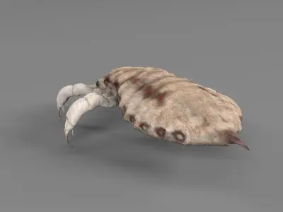 PHOTOREALISTIC ANIMATED LICE 3D model