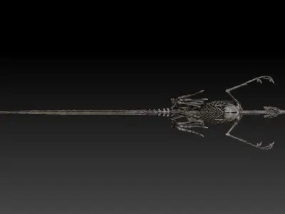 Velociraptor Skeleton - Full 3D Raptor dinosaur bones 3D model