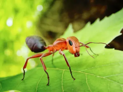 Ant 3D Animated Low-poly 3D model