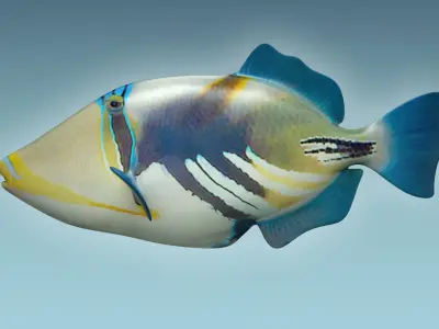 Trigerfish 2 tropical fish 3D model