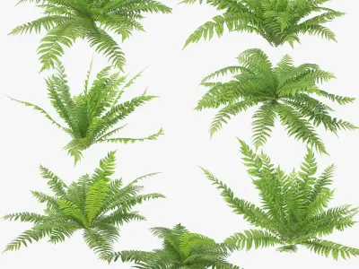 Ferns 01-07 3D model