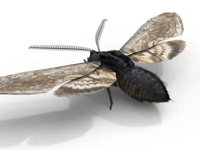 Moth Insect Rigged 3d model Free low-poly 3D model