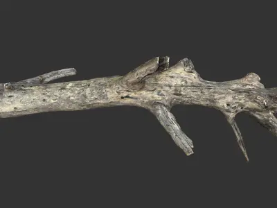 Realistic tree trunks with branches Low-poly 3D model