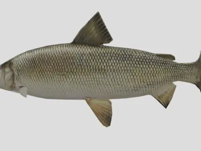 Whitefish Low-poly 3D model