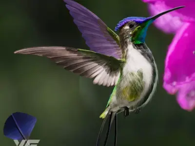 Hummingbird Animation VFX Grace 3D model
