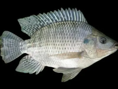 Ikan Nila 3D model