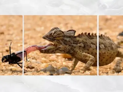 Triptych Wall Art Chameleon Low-poly 3D model