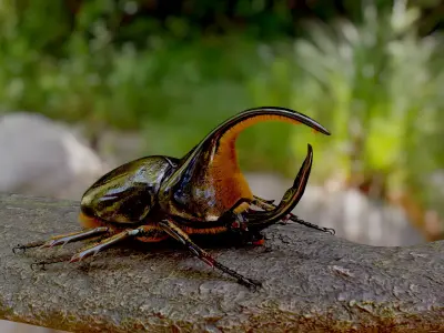 Dynastes satanus 3D model