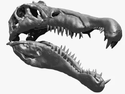 Dinosaur Spinosaurus Skull Set 3D model