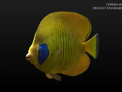 Bluecheek Butterflyfish Low-poly 3D model