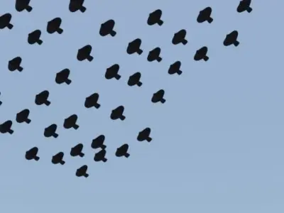 Geometry node flock of birds in blender Low-poly 3D model